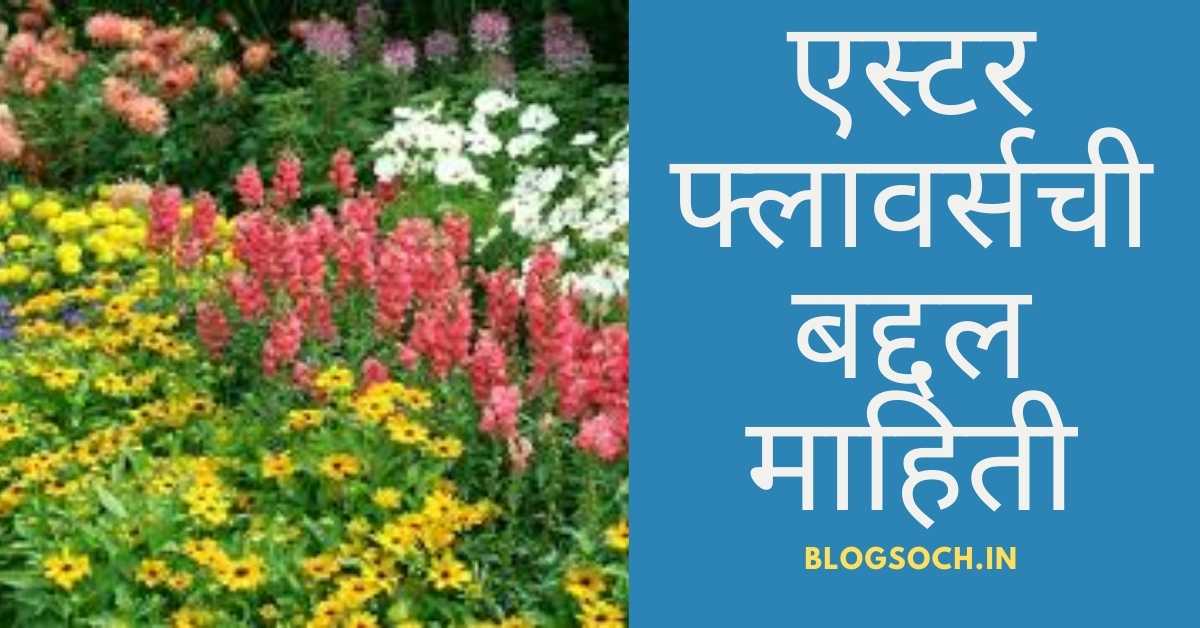 Aster Flower Information in Marathi blogsoch