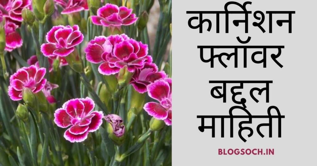 Carnation Flower Information in Marathi