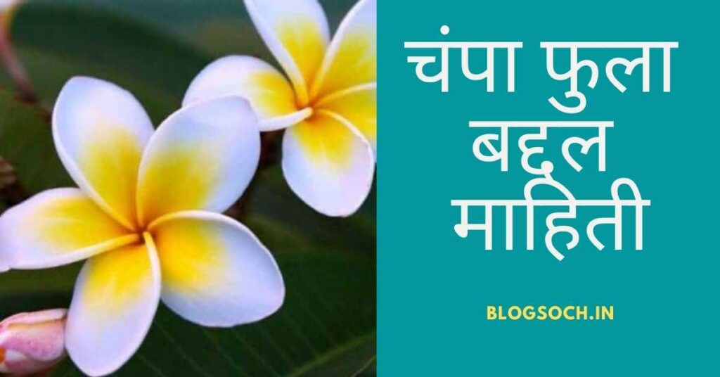 Champa flower information in Marathi