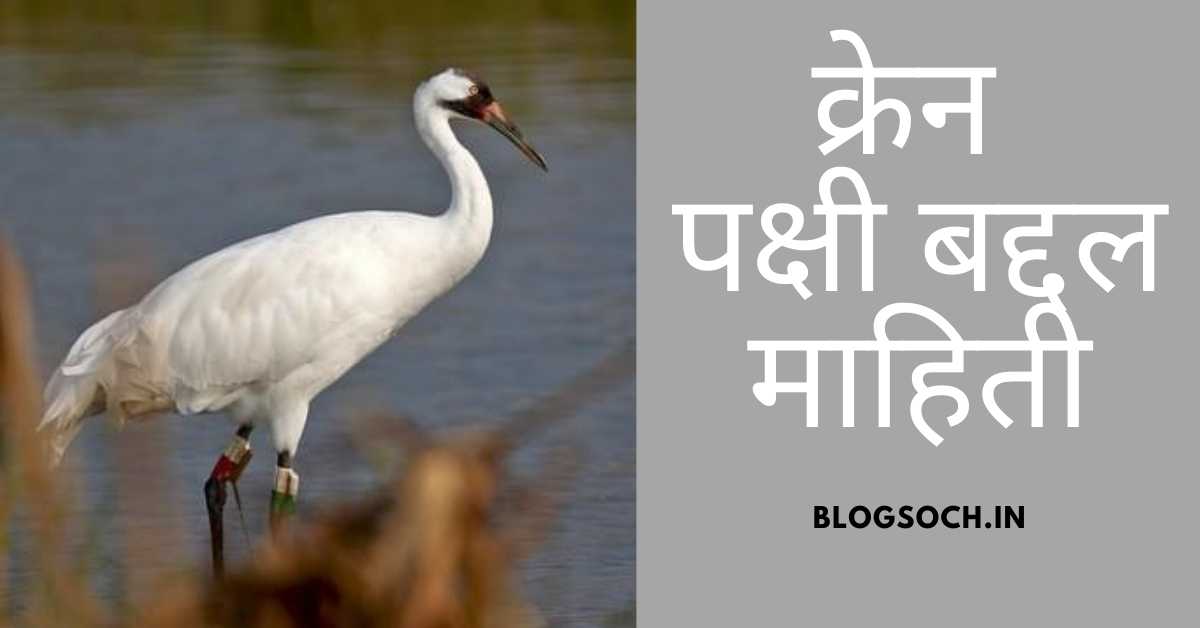 Crane Bird Information in Marathi blogsoch