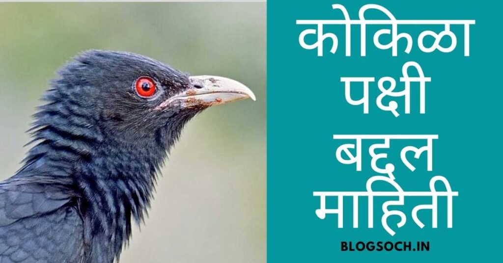 Cuckoo Bird Information in Marathi