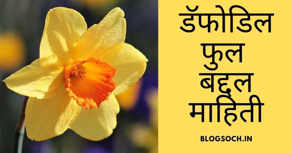 Daffodil Flower Information in Marathi