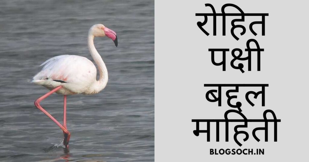 Flamingo Bird Information in Marathi