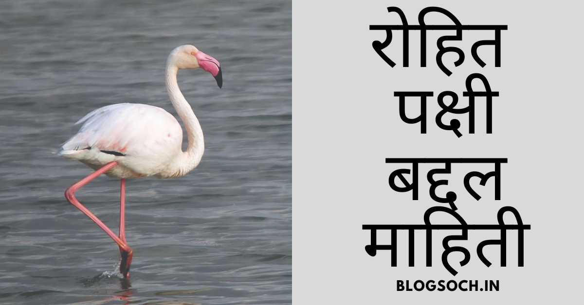 Greater Flamingo Information In Marathi