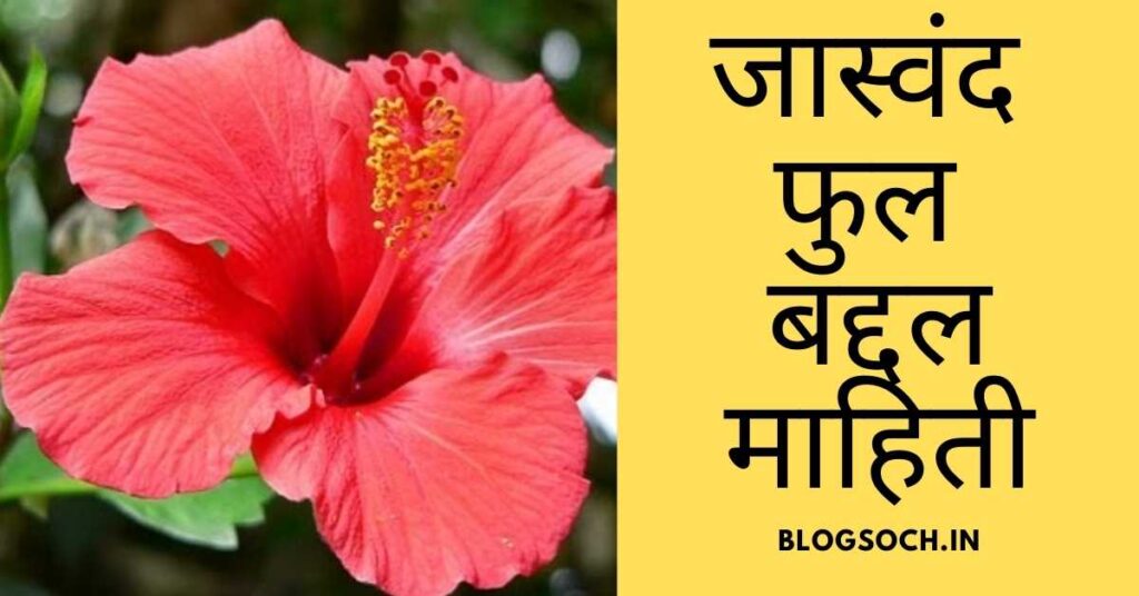 Latest Hibiscus Flower Information In Marathi Blogsoch