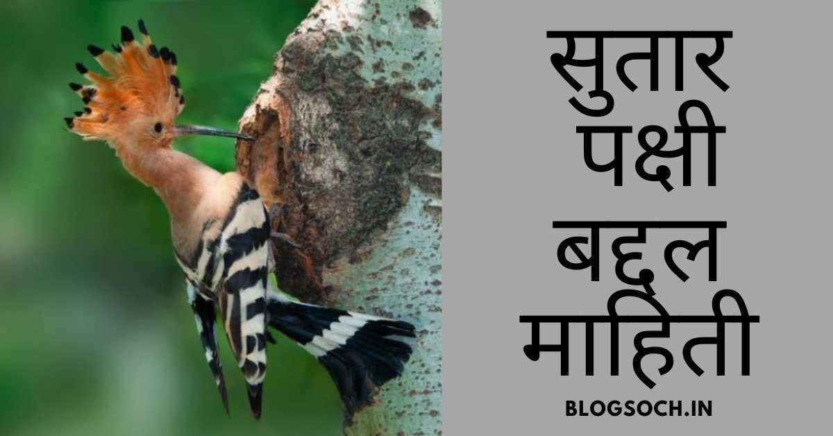 Latest Information About Woodpecker Bird in Marathi ( सुतार पक्षी )