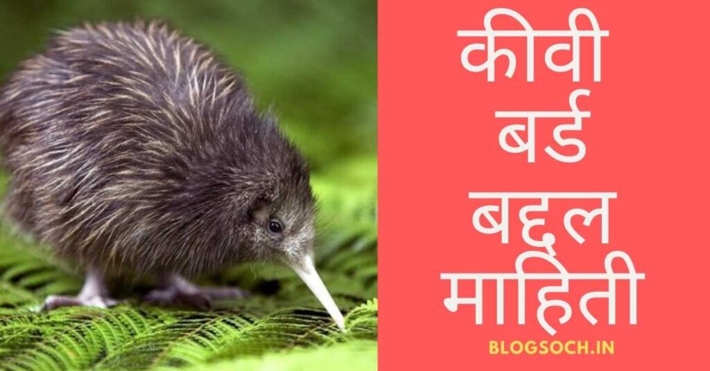 Kiwi bird information in marathi language