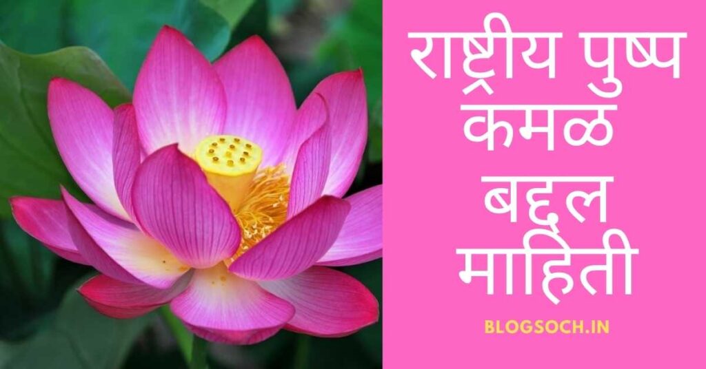 Lotus Flower Information in Marathi