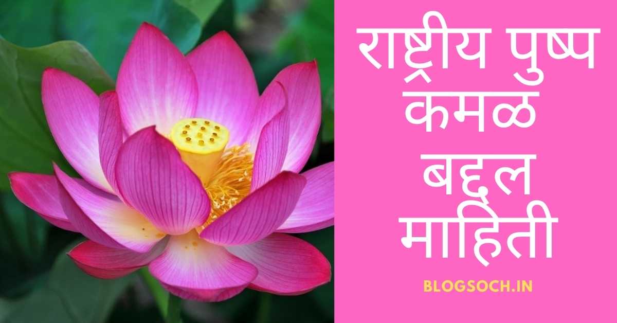 Lotus Flower Information in Marathi blogsoch