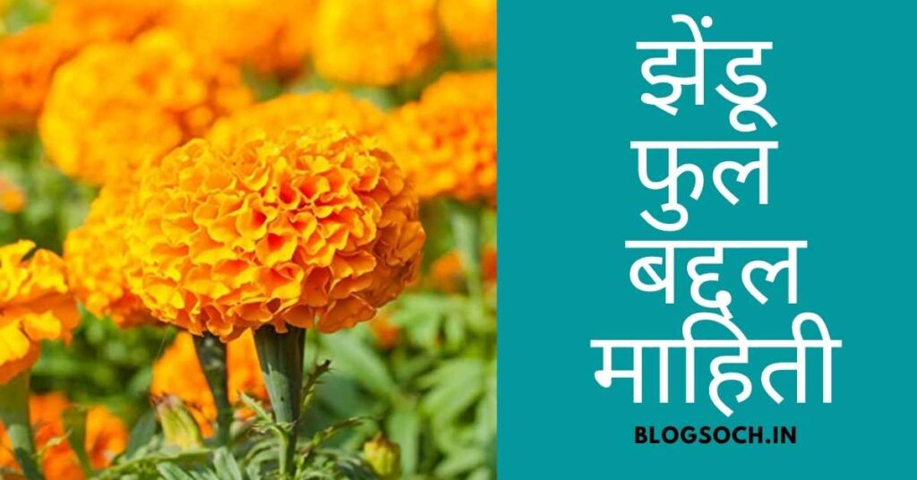 Marigold Flower Information in Marathi