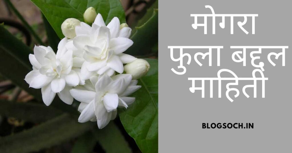 Mogra Flower Information in Marathi