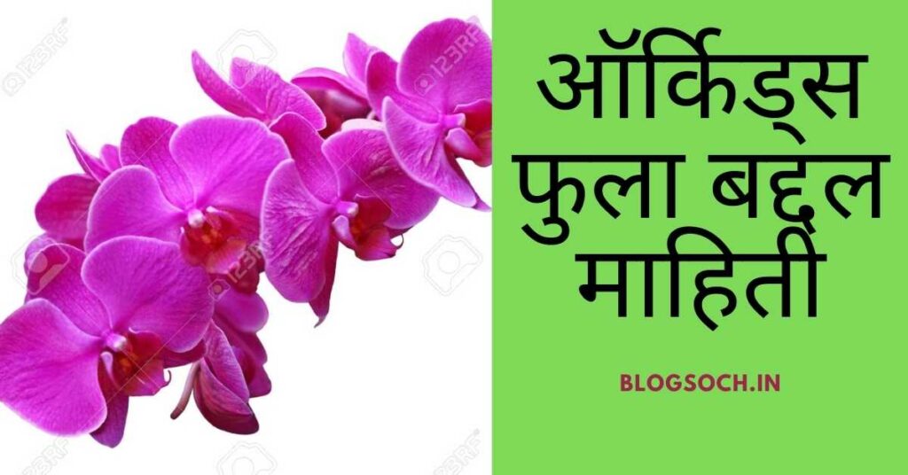 Orchid Flower Information in Marathi