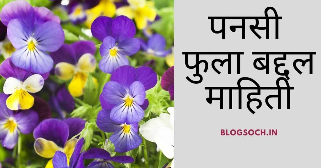 Pansy Flower Information in Marathi