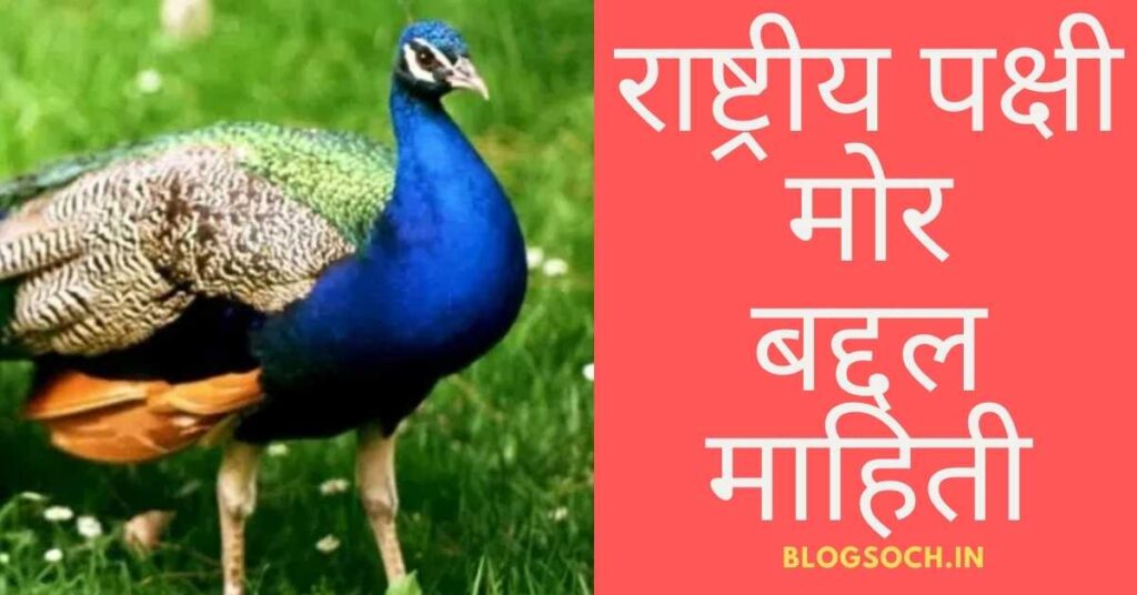 Peacock Bird Information in Marathi