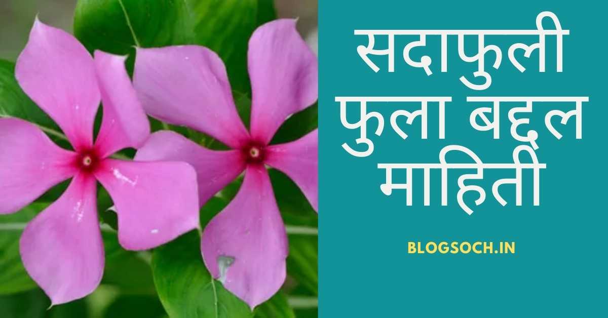 Sadaphuli Flower Information in Marathi blogsoch