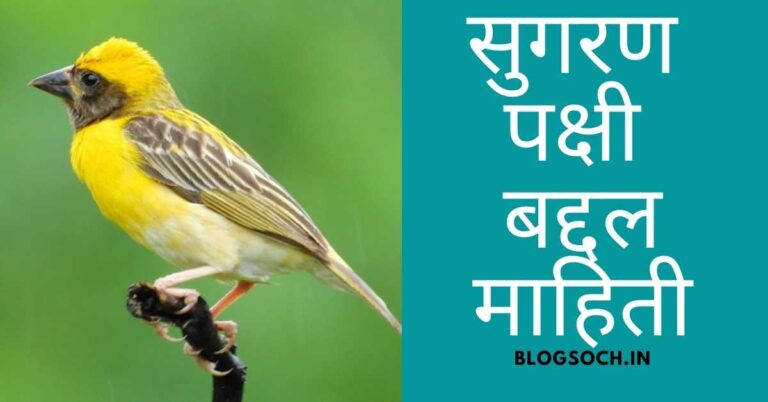 Weaver Meaning In Marathi