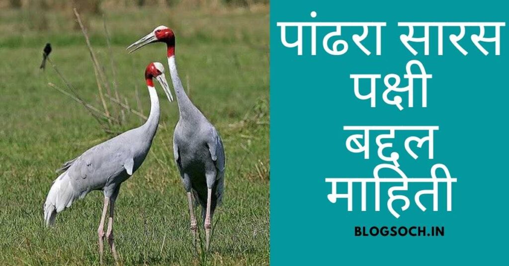 White Stork Bird Information in Marathi