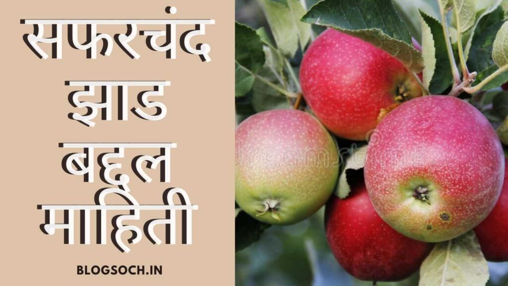 Apple Tree Information in Marathi