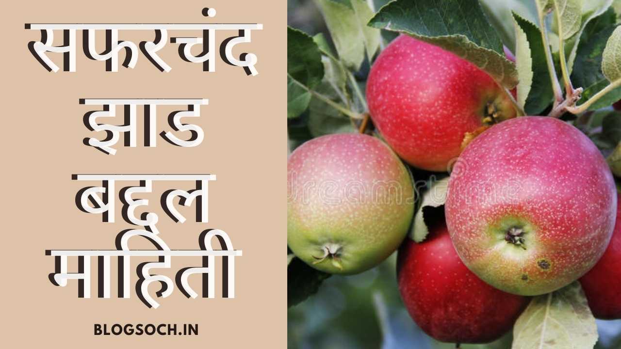 Apple Tree Information in Marathi सफरचंद झाड बद्दल माहिती Blogsoch