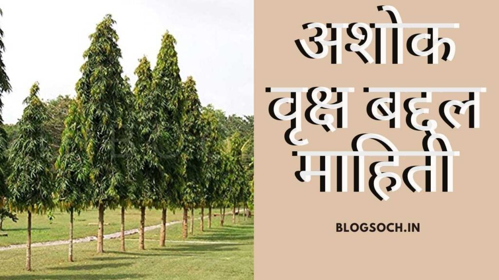 Ashoka Tree Information in Marathi