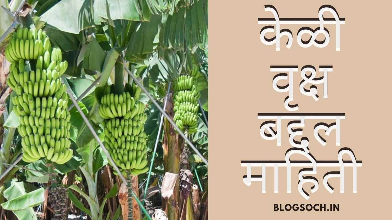 Banana Tree Information in Marathi केळी वृक्ष बद्दल माहिती Blogsoch