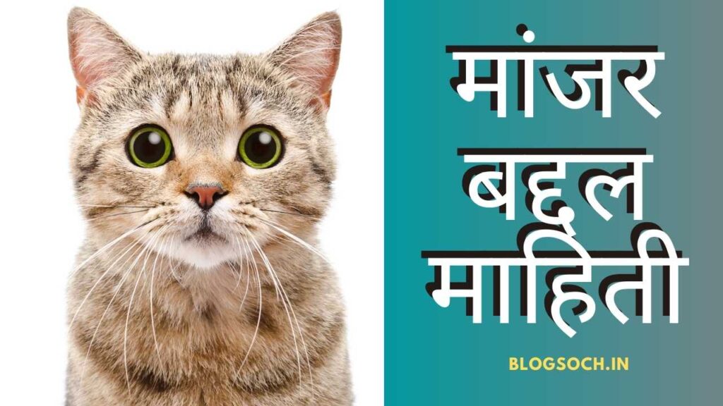 Cat Information in Marathi