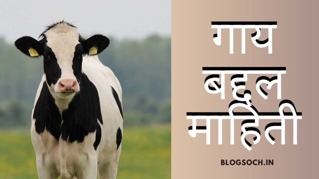 Cow Information in Marathi