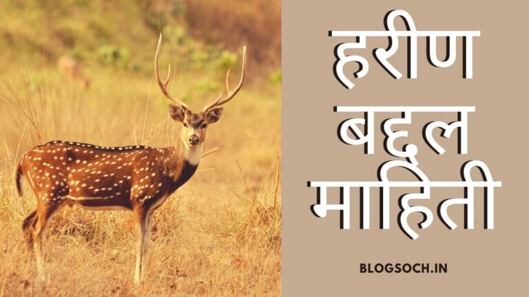 Spotted Deer Meaning In Marathi