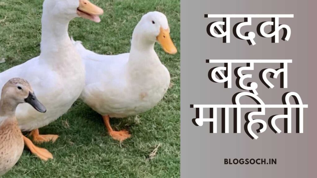 Duck Information in Marathi