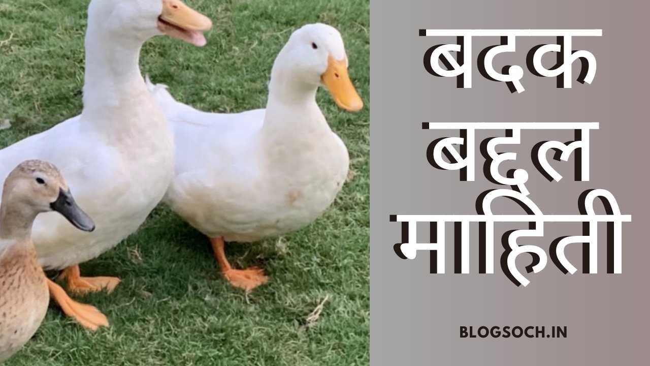 Duck Information in Marathi 2000 Words Essay Blogsoch