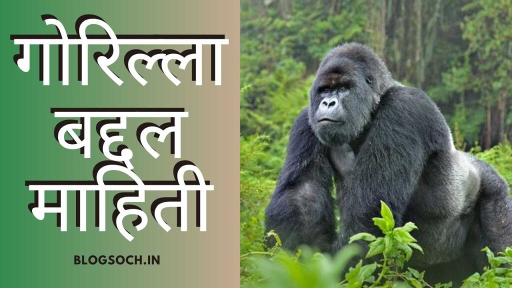 Gorilla Information in Marathi