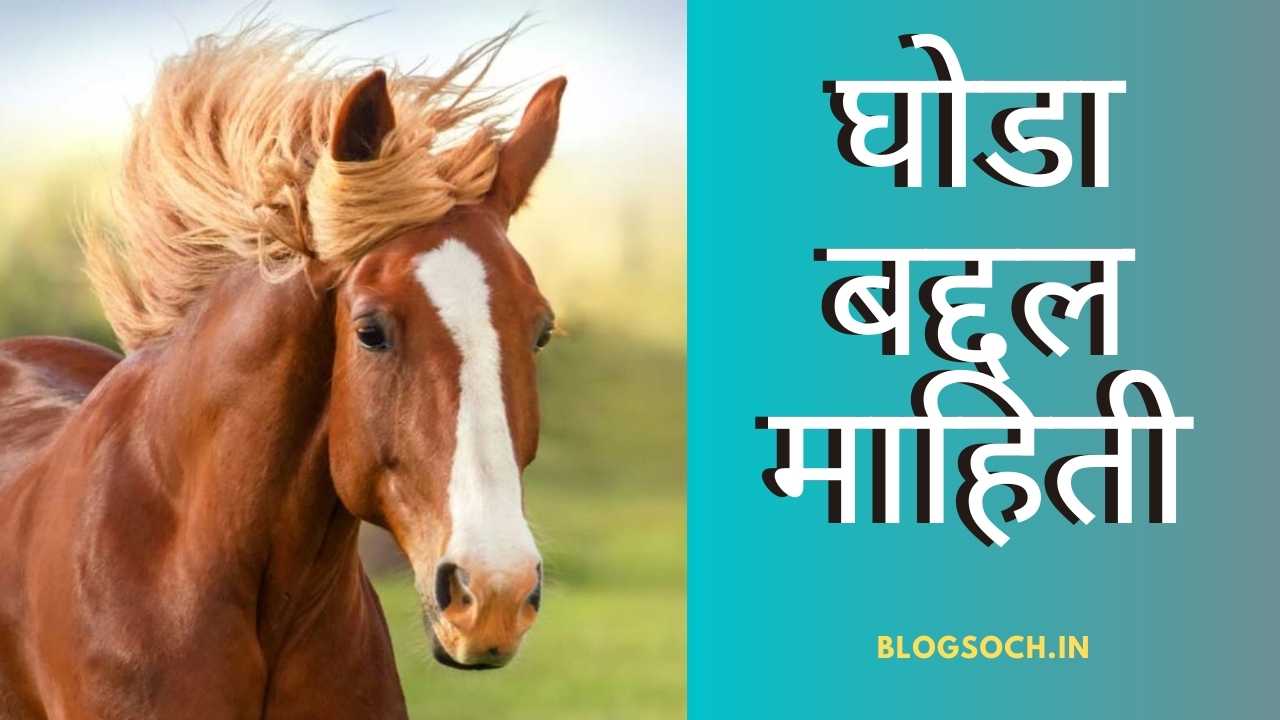 Horse Riding Information In Marathi Language