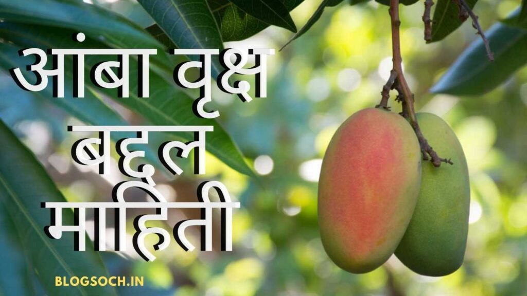 Mango Tree Information in Marathi