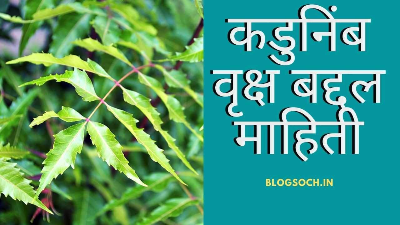 essay on neem tree in marathi