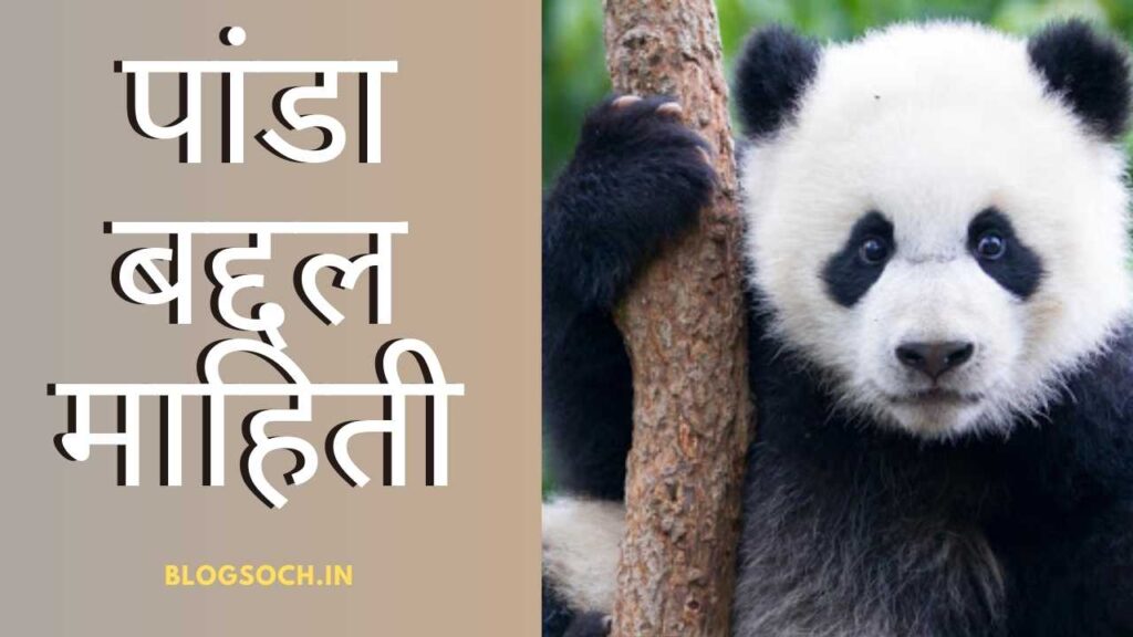 Panda Information in Marathi
