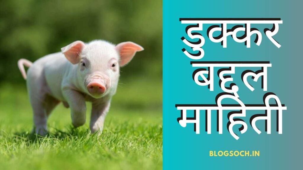 Pig Information in Marathi