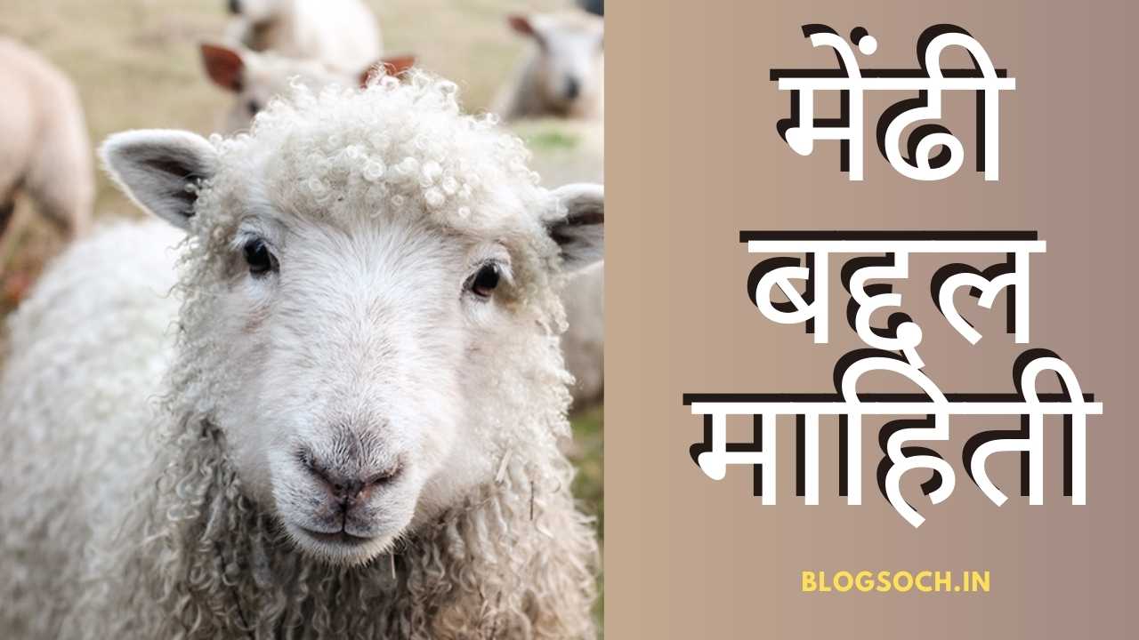 sheep-information-in-marathi-2000-words-essay