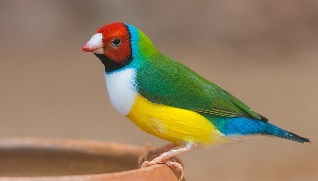 Finch Bird Information in Marathi