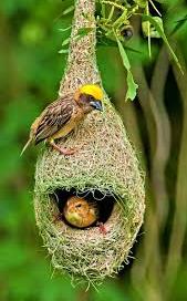 Weaver Bird Information in Marathi