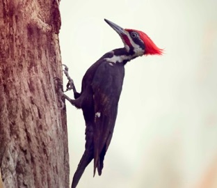 woodpecker information in marathi